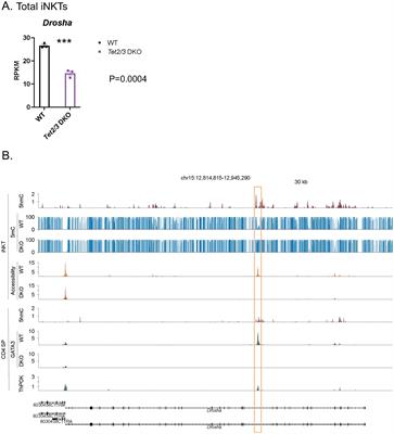 TET proteins regulate Drosha expression and impact microRNAs in iNKT cells